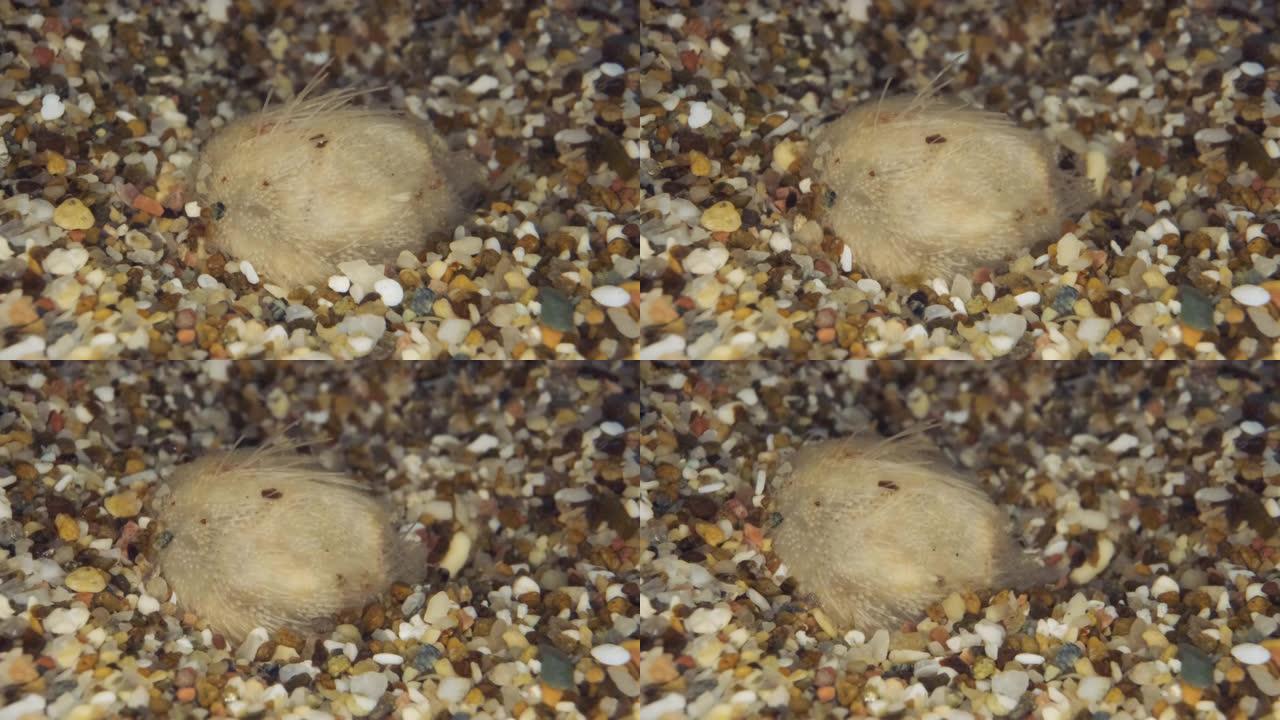一个小海胆土豆迅速挖入海底的沙子。海马铃薯或普通心胆 (Echinocardium cordatum