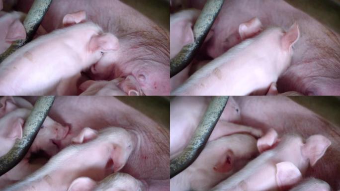 小猪从肥沃的母猪的乳房中吸奶躺在摊位上，一群哺乳动物留在农场的室内