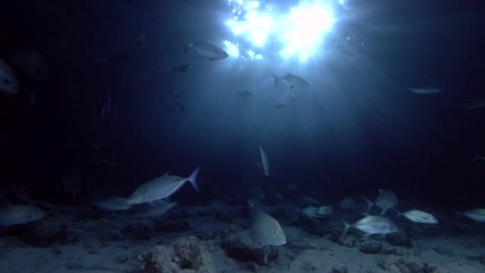 蓝鳍树学校-Caranx melampygus在夜间游泳，印度洋，马尔代夫