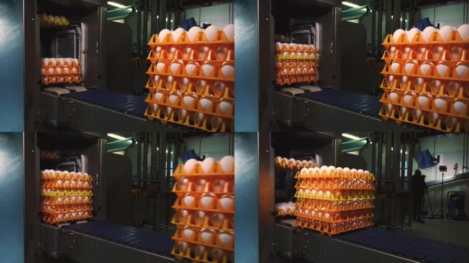 机器将鸡蛋堆叠在传送带上的橙色托盘中