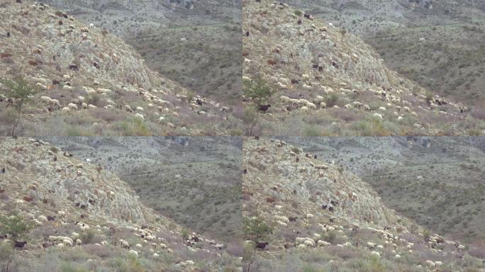 羊群在山坡上移动