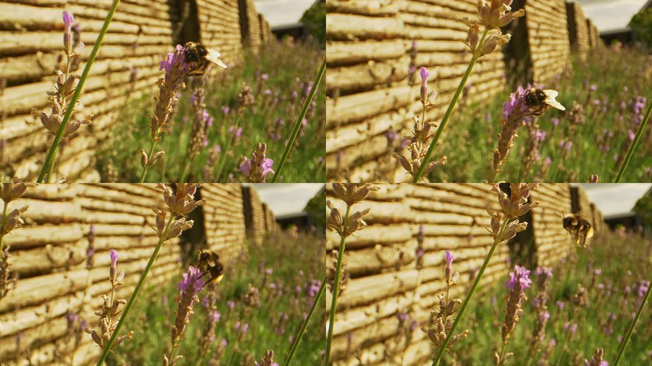 大黄蜂在充满薰衣草花的室外花园中的宏观拍摄