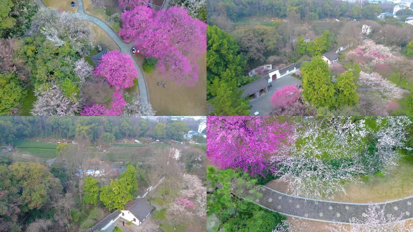 杭州植物园灵峰探梅梅花风景视频素材航拍