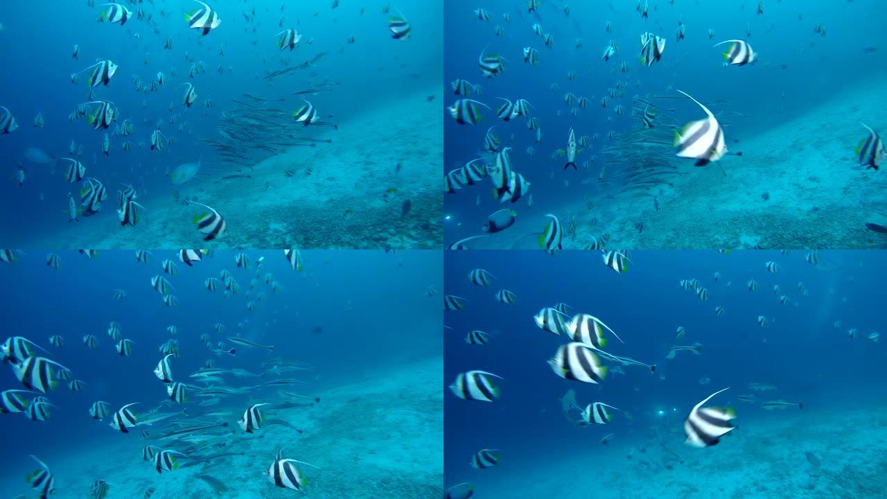 bannerfish学校和remora学校在蓝色水中游泳，在bannerfish-Heniochus