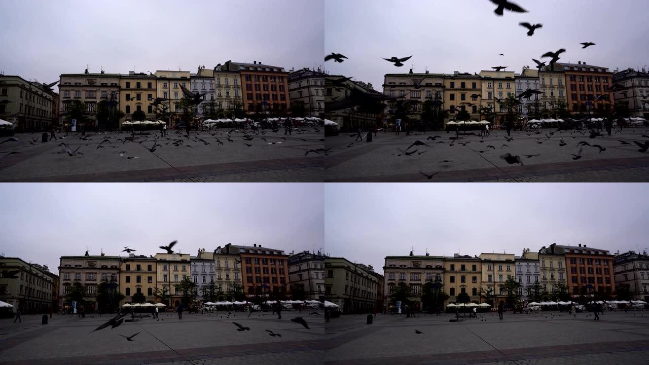 鸽子飞越克拉科夫市