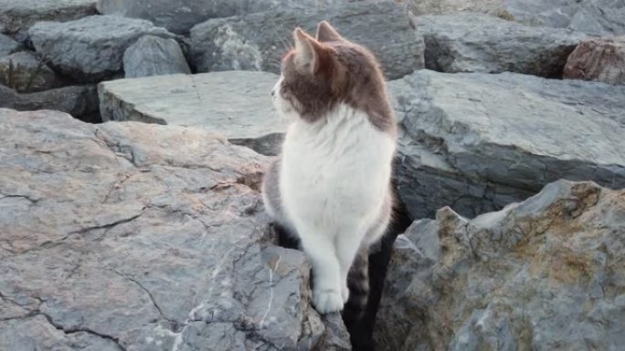 斜眼，灰色和白色的小猫坐在户外的岩石上