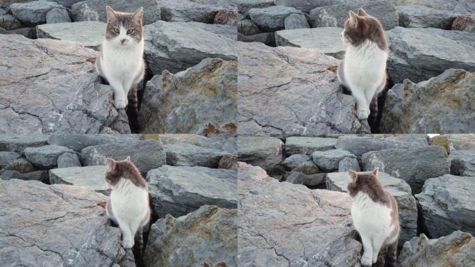 斜眼，灰色和白色的小猫坐在户外的岩石上