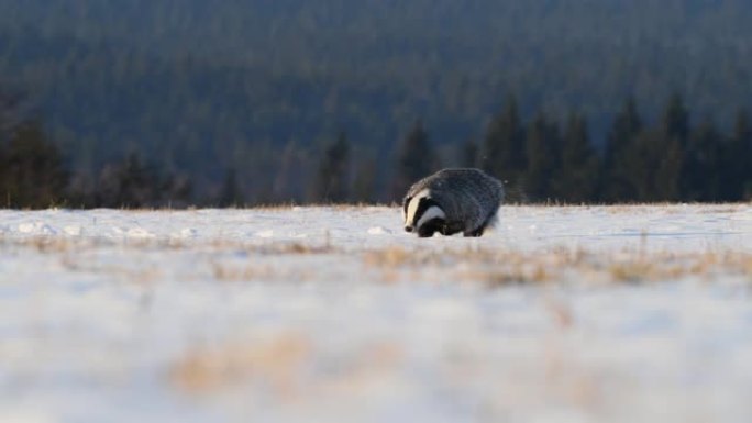 可爱的獾 (梅莱斯·梅莱斯) 在日出时被雪覆盖的草地上奔跑