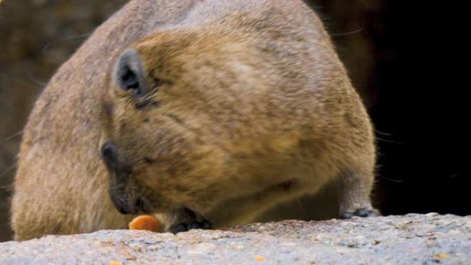岩石海拉克斯吃动物纪录片皮毛动物园