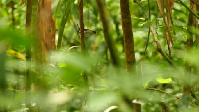 在巴拿马雨林中移动尾巴时发现的蚂蚁鸟发声