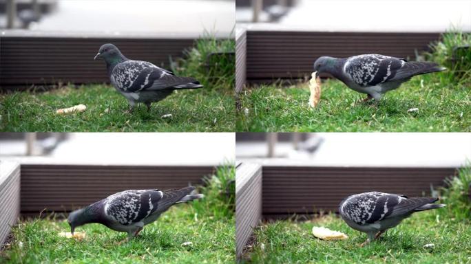 吃面包的鸽子进食吃饼