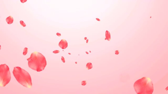 浅粉色背景上的玫瑰花瓣在无缝循环动画中落下