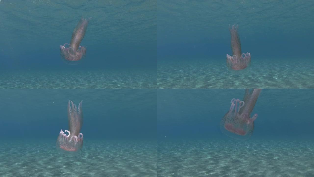 小水母在蓝色的水中游泳。特写，水下拍摄。粉红色水母，淡紫色毒刺或紫色条纹果冻 (Pelagia no