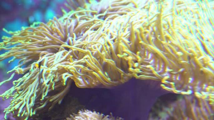 海葵中的小丑鱼海洋生物冒险热带鱼