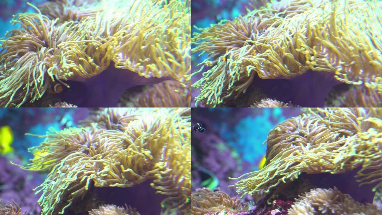 海葵中的小丑鱼海洋生物冒险热带鱼