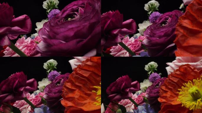 多莉微距拍摄美丽盛开的毛茛花束特写。