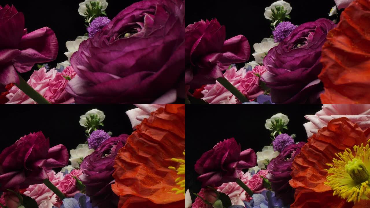 多莉微距拍摄美丽盛开的毛茛花束特写。
