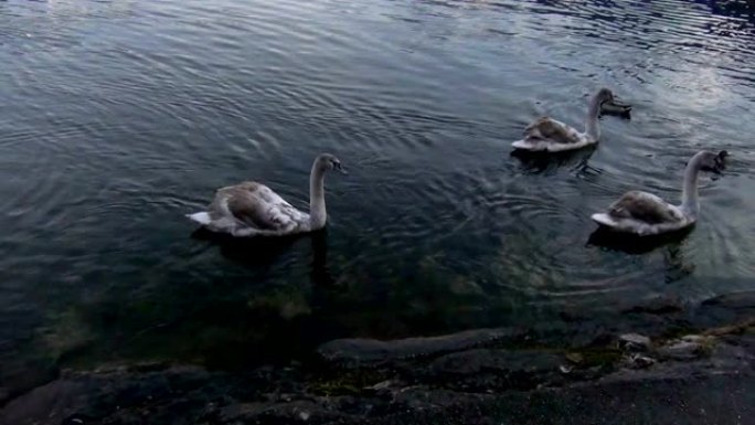 白色和棕色的天鹅漂浮在平静的水湖中。