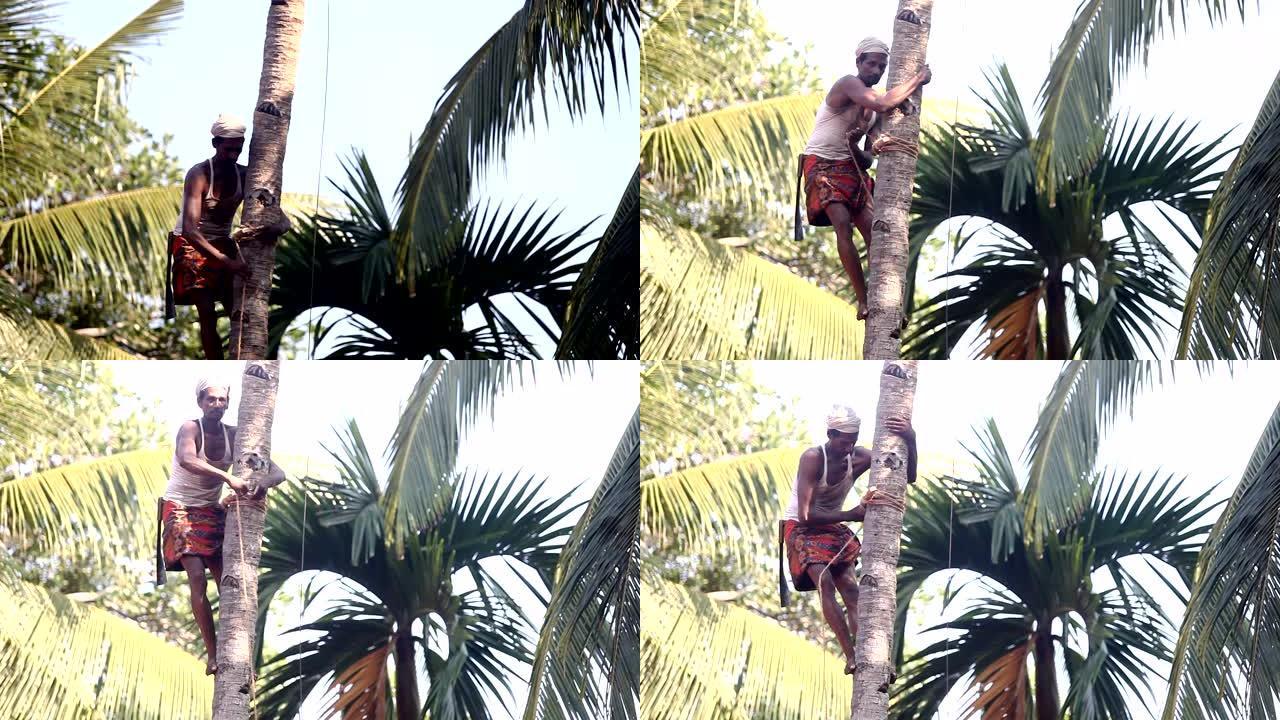 留着胡须的印度工人将棍子支撑固定在棕榈树上