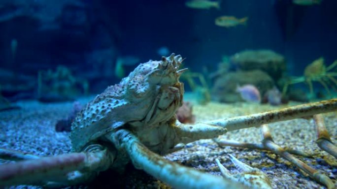 螃蟹水下海底生物海底游鱼海底美景