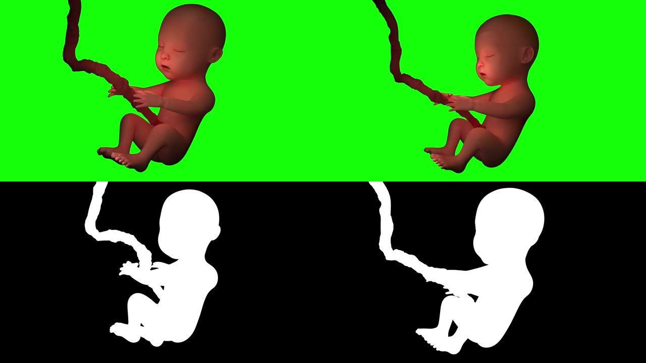 母亲子宫内婴儿的高清视频动画。1920 × 1080p分辨率。8秒持续时间。阿尔法通道包括