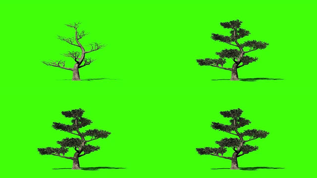 Pertusa树延时生长，绿屏Chromakey