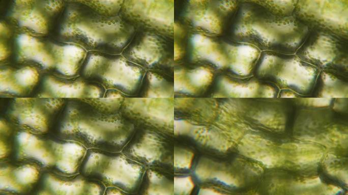 显微镜下的叶绿体。细胞分裂。细胞结构。细胞分裂。显微镜下显示植物细胞的叶面视图。病毒感染。显微镜下的