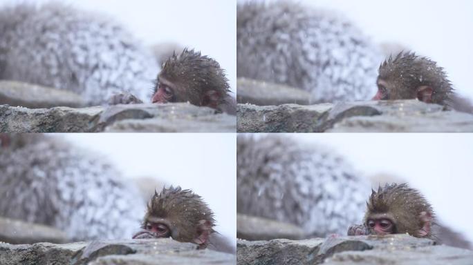 如果落在中野山区的温泉附近，日本猕猴会在下雪时找到食物。雪猴。红色相机。