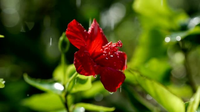 红花芙蓉上的水滴，特写。红色芙蓉蔷薇花瓣上的一滴雨。