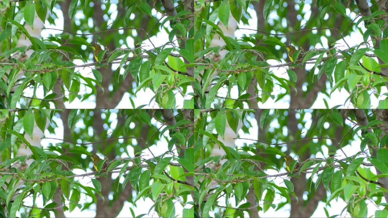 栖息在树枝上的雌性橄榄背太阳鸟 (Cinnyris jugularis)