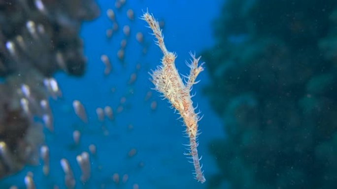 慢动作，鬼pip鱼在背景上缓慢游动，是珊瑚礁，有鳞鱼。华丽的鬼管鱼或丑角鬼管鱼 (Solenosto