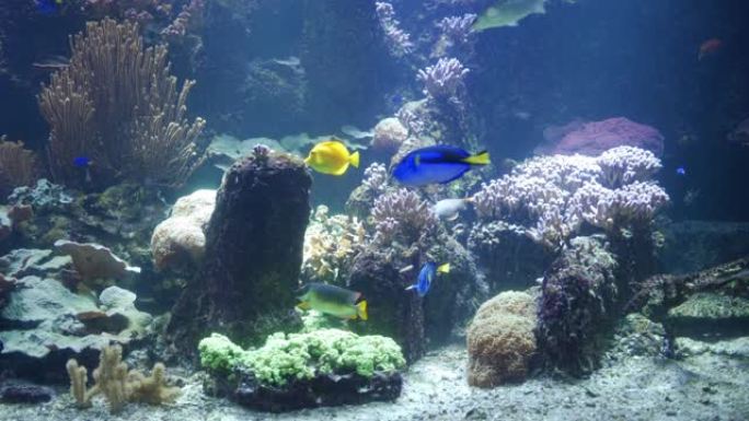 蓝塘鱼和黄塘鱼在珊瑚礁边游泳
