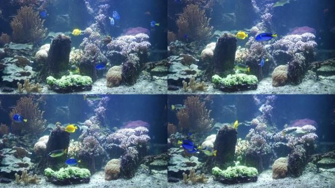 蓝塘鱼和黄塘鱼在珊瑚礁边游泳