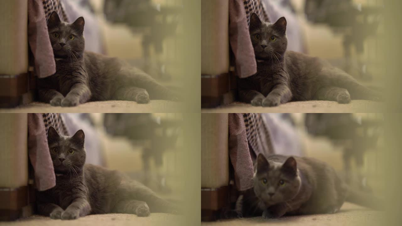 在房间里游戏时，顽皮的灰猫睁大眼睛跟踪和猛扑。