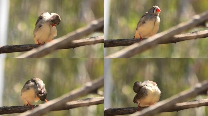 澳大利亚斑马雀红喙