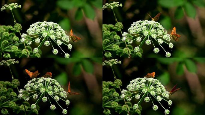 花上的动物生命，蝴蝶