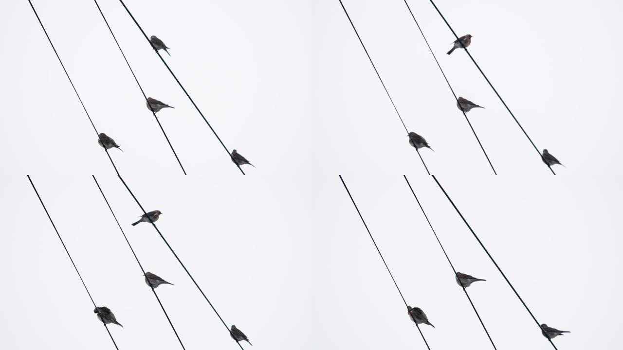 鸟儿坐在电线上保持平衡