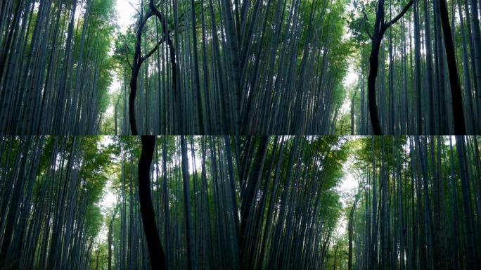 京都岚山冬季早晨的竹林小路