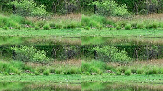 两只亚成年老虎在湖岸休息
