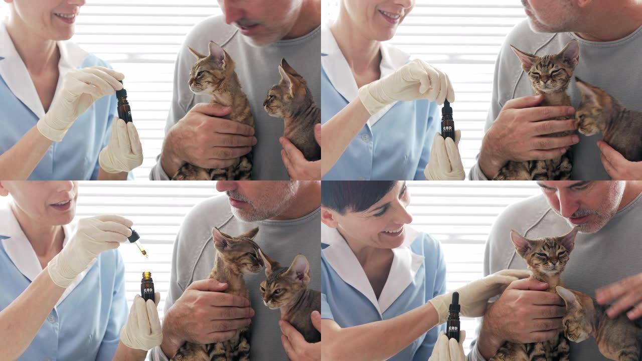 兽医使用CBD油作为家猫的替代疗法-库存视频
