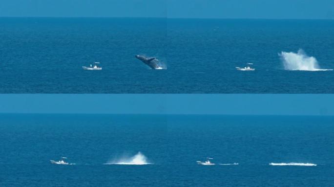 座头鲸在日本冲绳破坏，前景广阔的树木