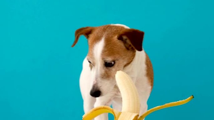 可爱的狗拒绝吃香蕉