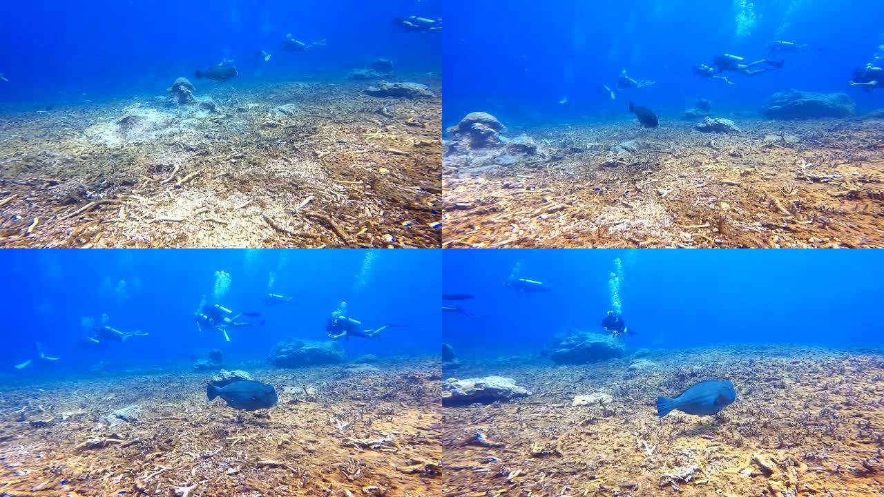 驼头鹦嘴鱼吃珊瑚，并在泰国Losin岛上捞出沙子潜水。