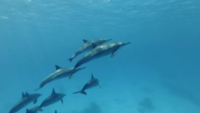 一群年轻的海豚慢慢上升到蓝色的水面。旋转海豚 (Stenella longirostris) 水下拍