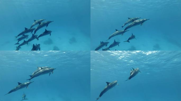 一群年轻的海豚慢慢上升到蓝色的水面。旋转海豚 (Stenella longirostris) 水下拍