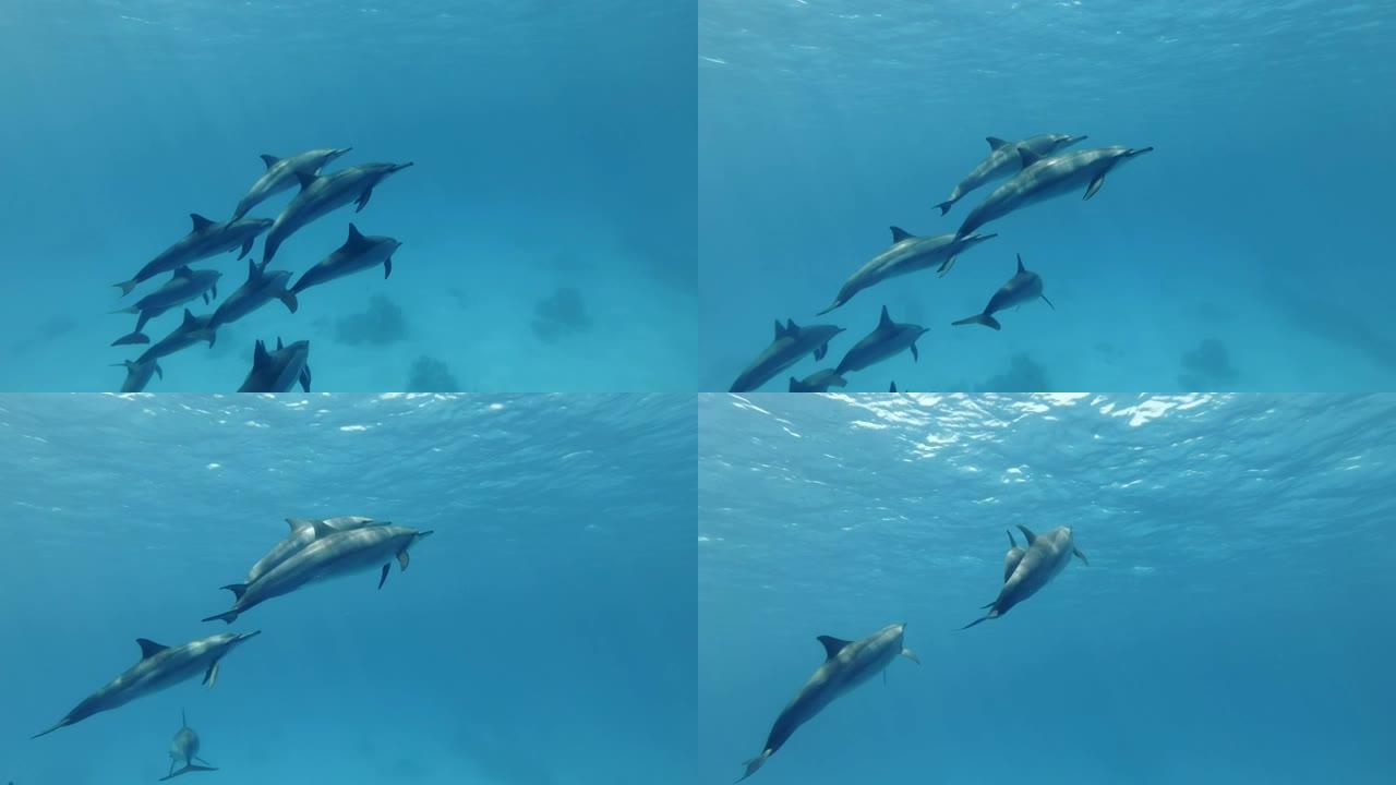一群年轻的海豚慢慢上升到蓝色的水面。旋转海豚 (Stenella longirostris) 水下拍