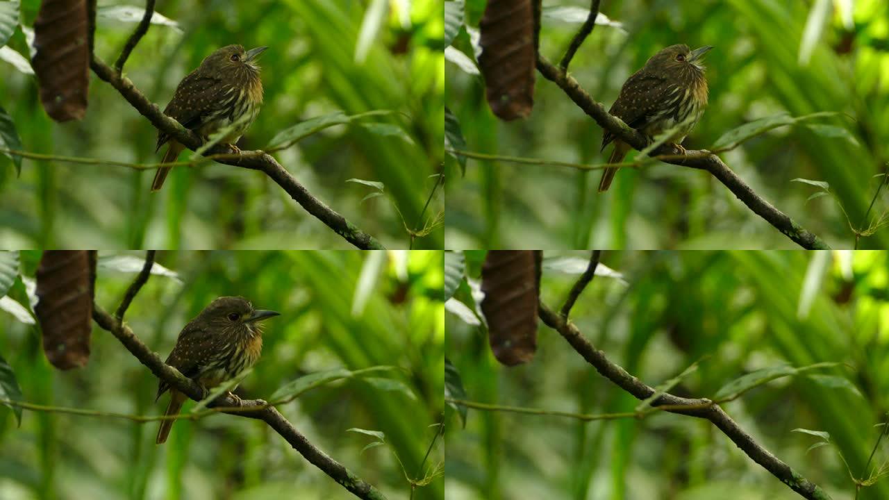 在巴拿马起飞的puffbird的bokeh丛林背景上清晰拍摄