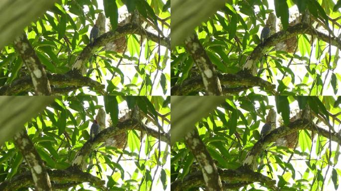 啄木鸟在树冠下休息，以保护其免受强烈的阳光照射