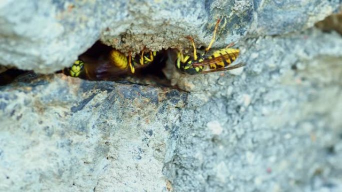 黄蜂在石墙中筑巢，黄蜂飞入并飞出入口孔。黄色和黑色条纹昆虫。