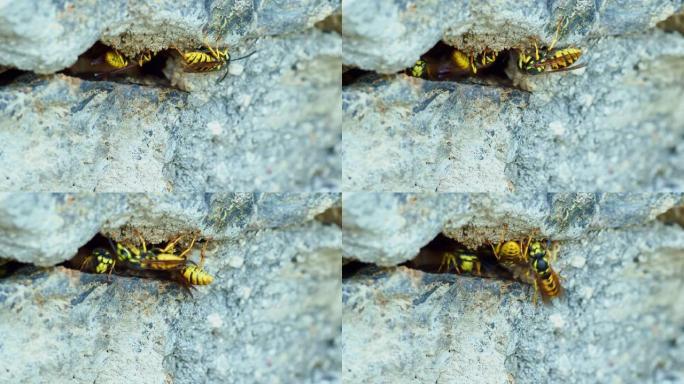 黄蜂在石墙中筑巢，黄蜂飞入并飞出入口孔。黄色和黑色条纹昆虫。